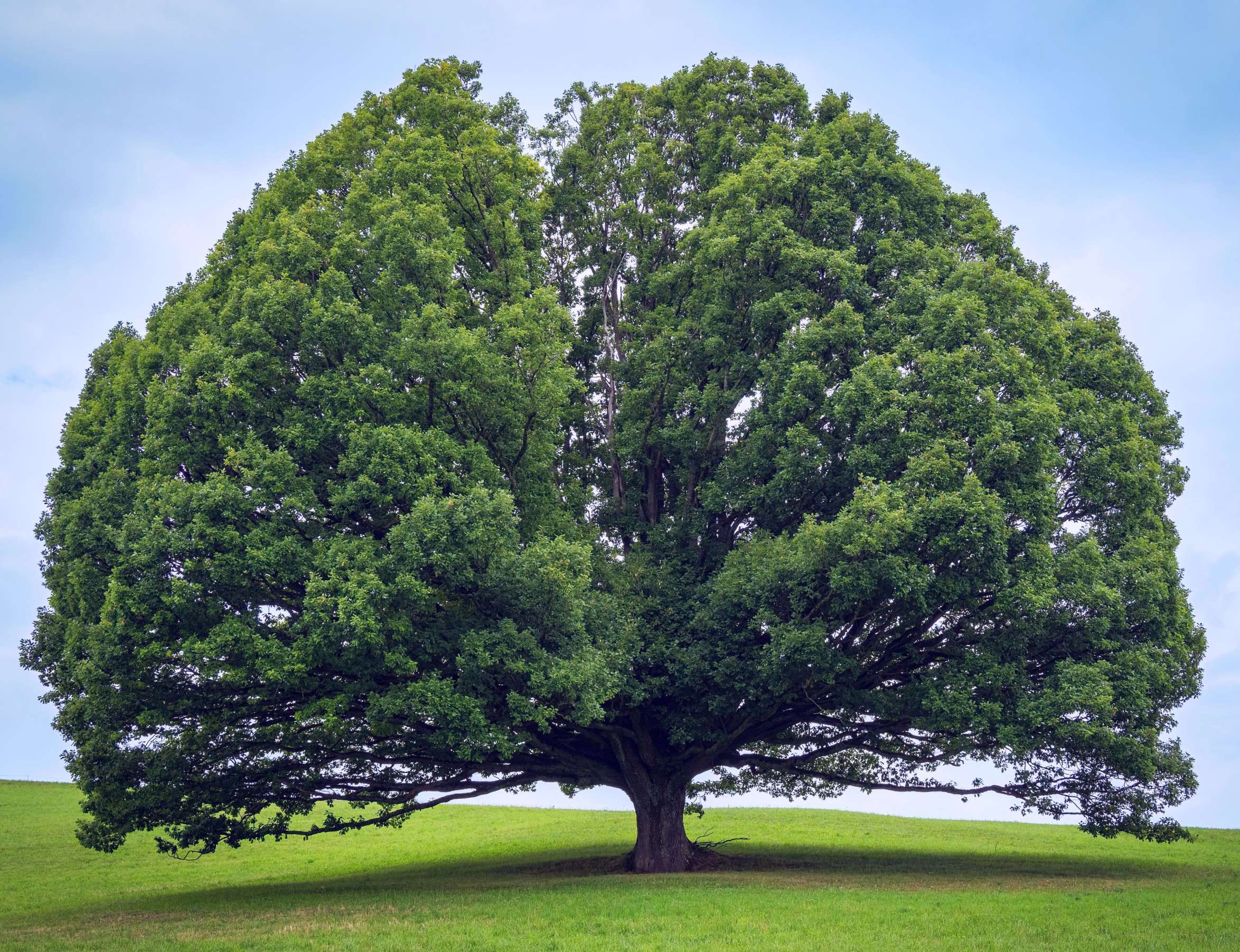 A large oak tree in a grassy field